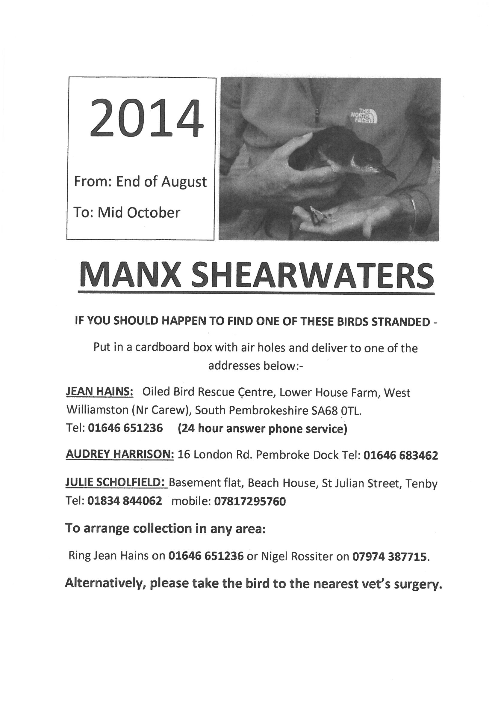 Manx Shearwater 2014